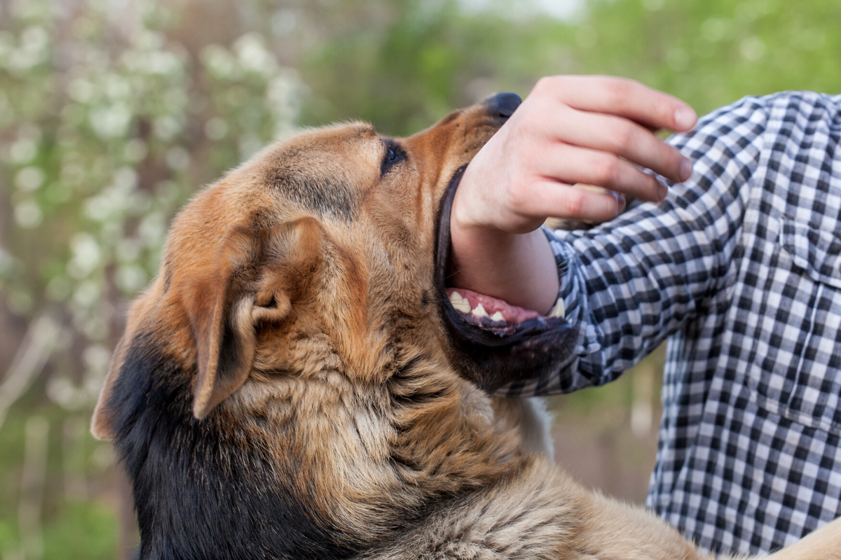 dog-bites-what-is-my-personal-injury-case-worth-badre-law-pc